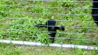 Мартышка и забор - смотреть видео (1:01)