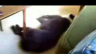 Пёс-ленивка - смотреть видео (0:15)