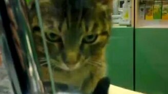 Кот аптекарь - смотреть видео (0:46)