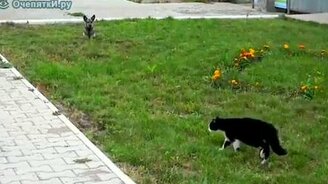 Вот так поединок! - смотреть видео (1:56)