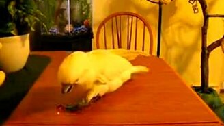 Попугай и лазер - смотреть видео (1:19)