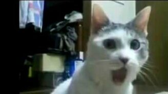 Кот-болельщик - смотреть видео (0:19)