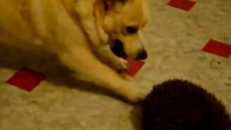 Пёс докапывается до ежа - смотреть видео (1:31)