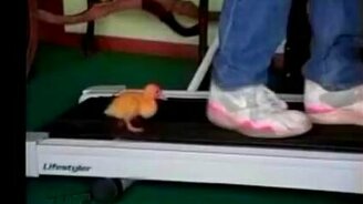 Утёнок спортсмен - смотреть видео (0:14)