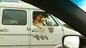 Вальяжный пассажир - смотреть видео (0:21)