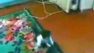 Котёнок против пакета - смотреть видео (0:42)