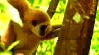 Макака достаёт тигрят - смотреть видео (1:24)