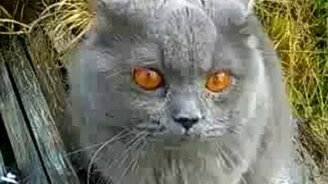 Злющий кот - смотреть видео (2:26)