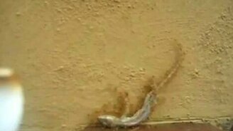 Муравьи - это сила - смотреть видео (0:28)