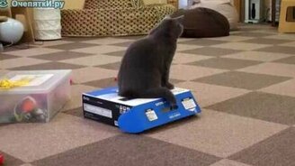 Выставочные коты - смотреть видео (1:30)