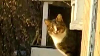 Кот-паркурист - смотреть видео (0:13)