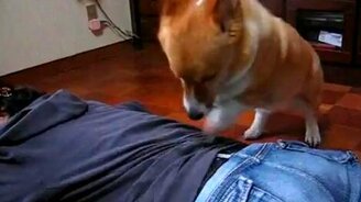 Маленький копальщик - смотреть видео (0:37)