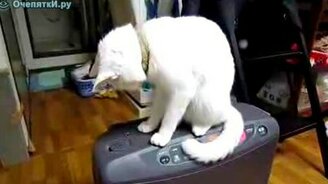 Упрямый котик - смотреть видео (1:08)