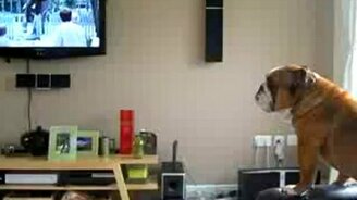 Пёс подвывает слону - смотреть видео (0:31)