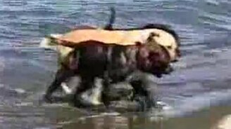 Тройной апорт - смотреть видео (0:16)