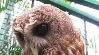 Совы любят нежность - смотреть видео (0:35)