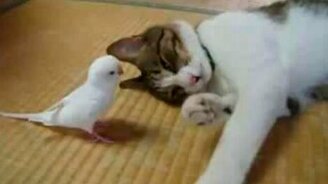 Кот и попугай - смотреть видео (1:52)