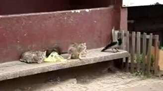 Ворона против кошек - смотреть видео (0:59)