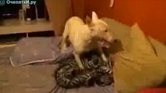 Заводной щенок - смотреть видео (0:45)