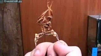 Богомол рестлер - смотреть видео (0:35)