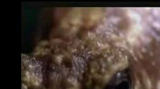 Эпическая жаба - смотреть видео (2:05)