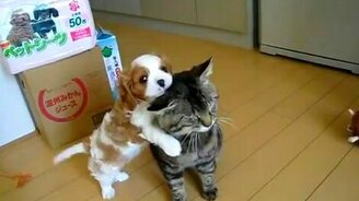 Ласковый щенок - смотреть видео (0:23)