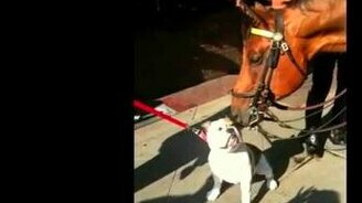 Лошадиная нежность - смотреть видео (1:10)