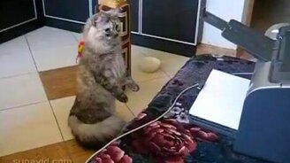 Кот-суслик - смотреть видео (0:46)