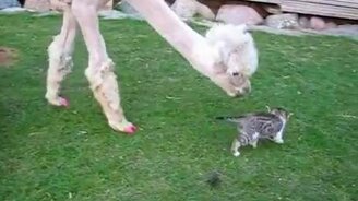 Животная симпатия - смотреть видео (0:32)