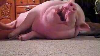 Свинтус дома - смотреть видео (1:36)