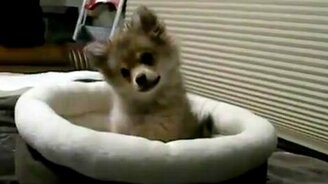 Услыхал вой предков - смотреть видео (0:48)