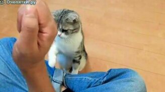 Чёткая дрессура кота - смотреть видео (0:40)