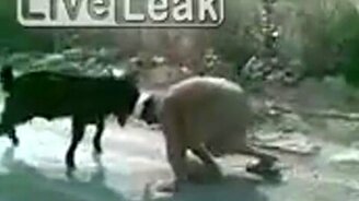 Первобытное противостояние - смотреть видео (1:37)