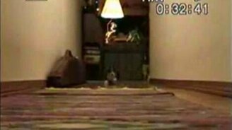 Стадо Бобиков - смотреть видео (0:12)