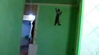 Котяра - паук - смотреть видео (0:16)