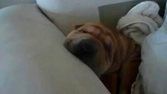 Спящий шарпей - смотреть видео (0:49)