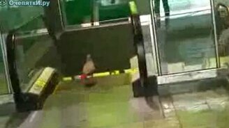 Чайка против эскалатора - смотреть видео (0:47)