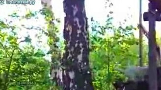 Белка-дразнилка - смотреть видео (3:32)