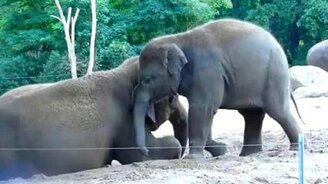 Слонёнок просится играть - смотреть видео (1:07)