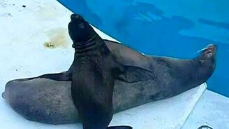 Дай поспать! - смотреть видео (0:23)