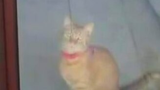 Впустите меня - смотреть видео (0:22)