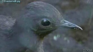 Птичка-имитатор - смотреть видео (4:01)