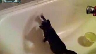 Кот играет в душе - смотреть видео (0:43)