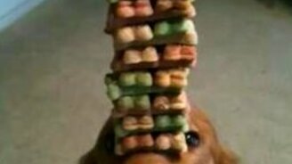 Пёс циркач - смотреть видео (0:17)