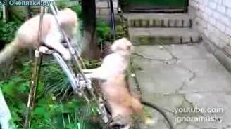 Чёткая битва за лестницу - смотреть видео (0:20)