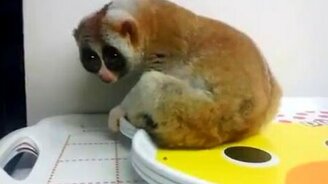 Чёска лемура - смотреть видео (1:22)