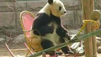 Панда в кресле-качалке - смотреть видео (0:36)