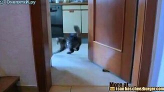 Полазучий котяра - смотреть видео (1:16)