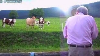 Джаз для коров - смотреть видео (2:04)