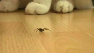 Битва паука с монстрами - смотреть видео (1:08)